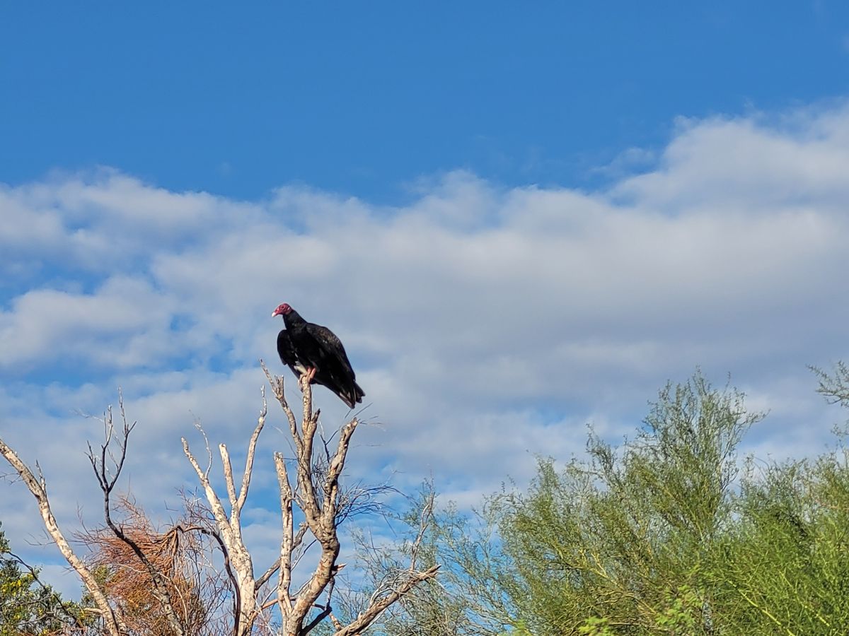 Turkey vultures are nature's spotters.