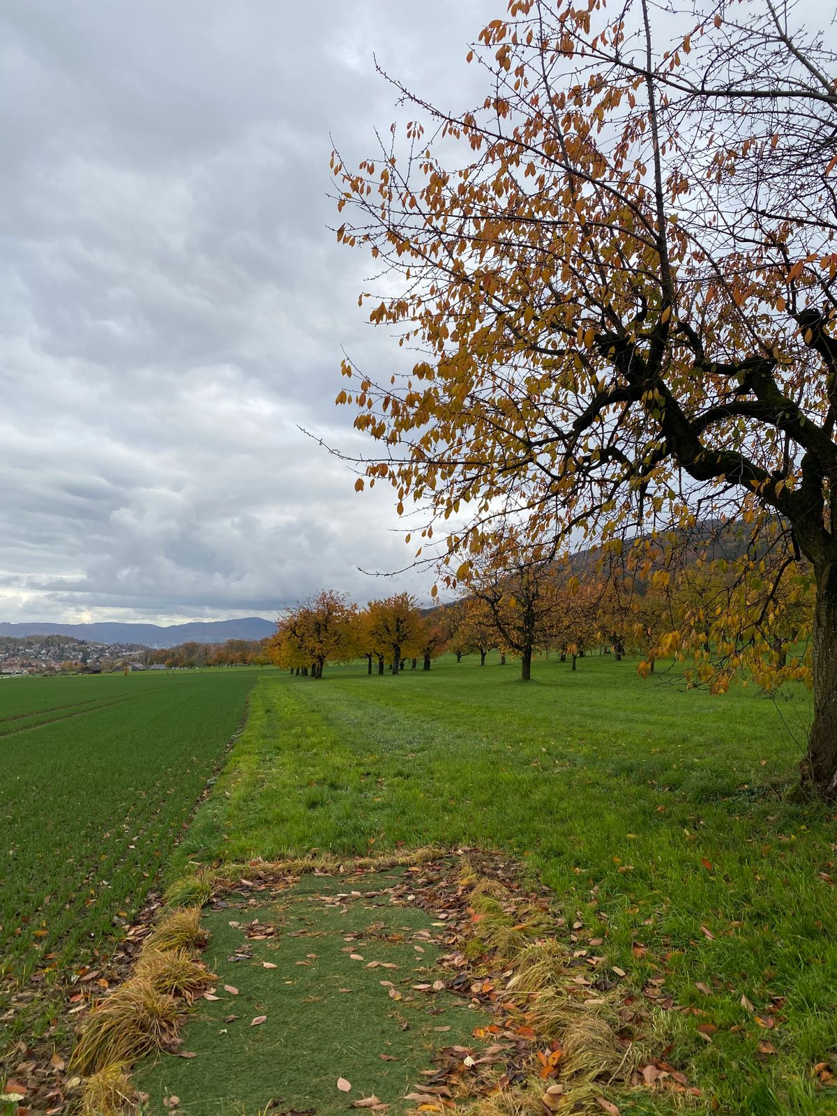 Nr. 15: Field on the left OB