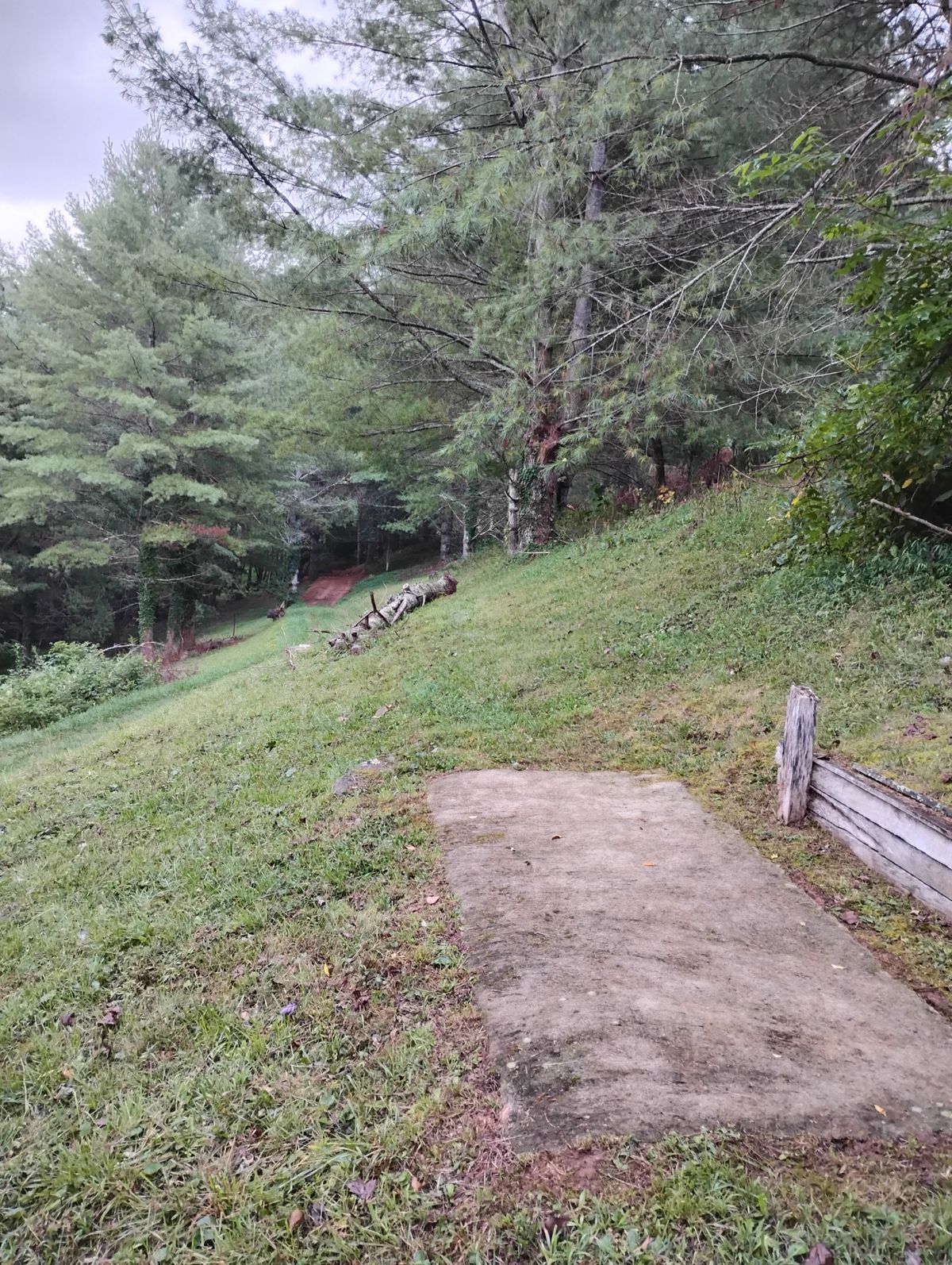 Hole 2 "Log Love" tee looking down towards basket tucked into the trees slightly left