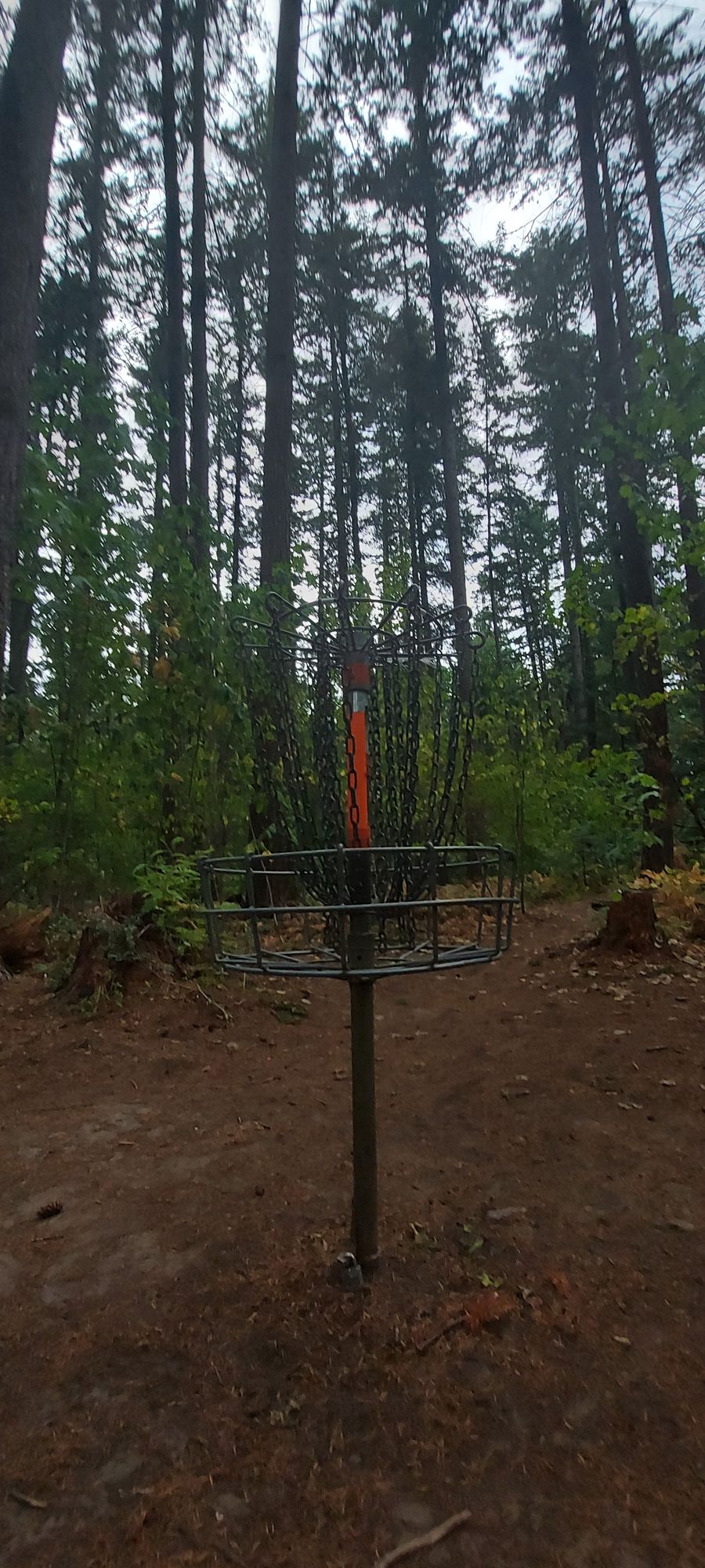 Putting on hole 14.🪵🌿🪵🌿🪵