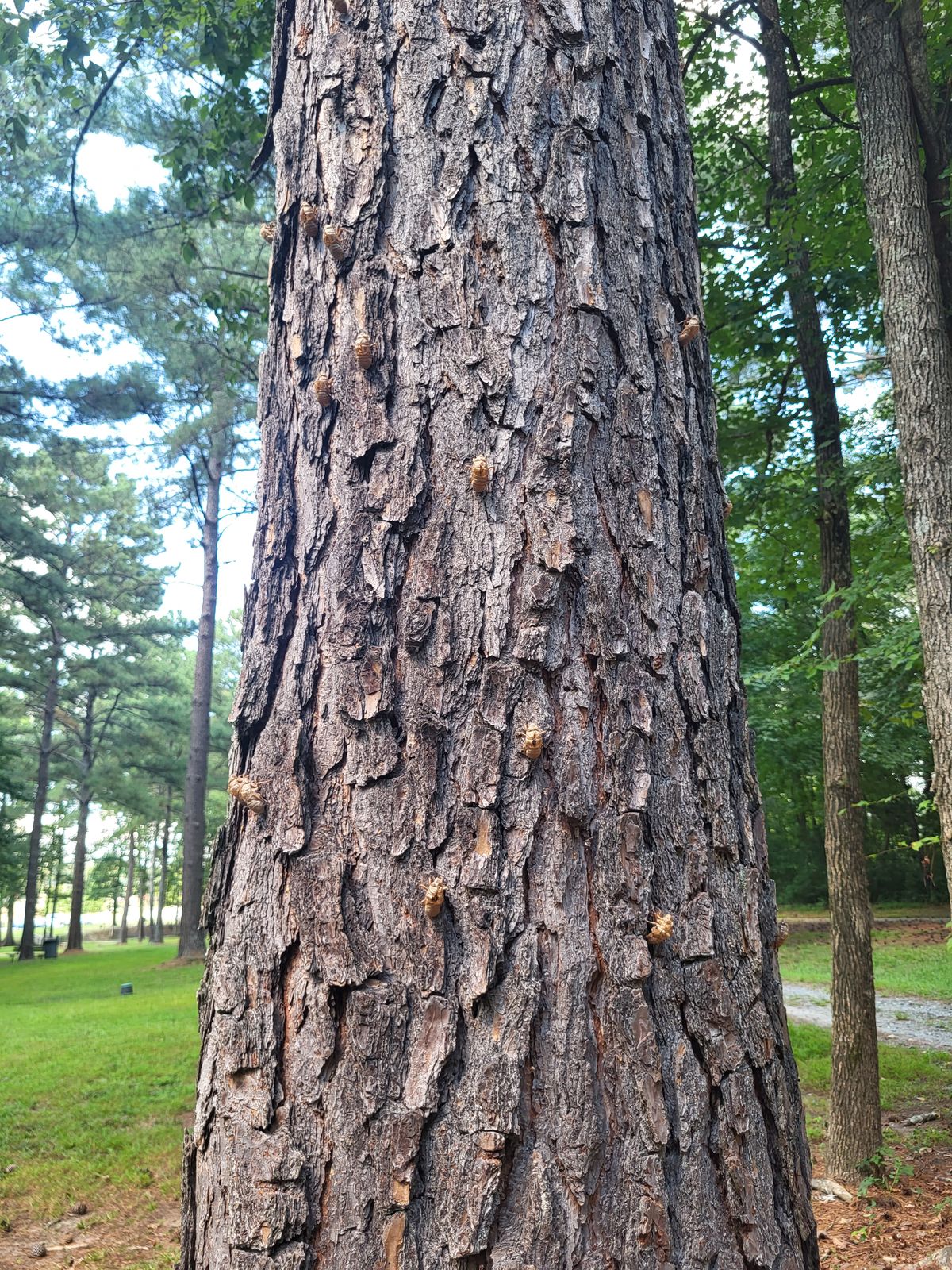 Secada Tree August 2023