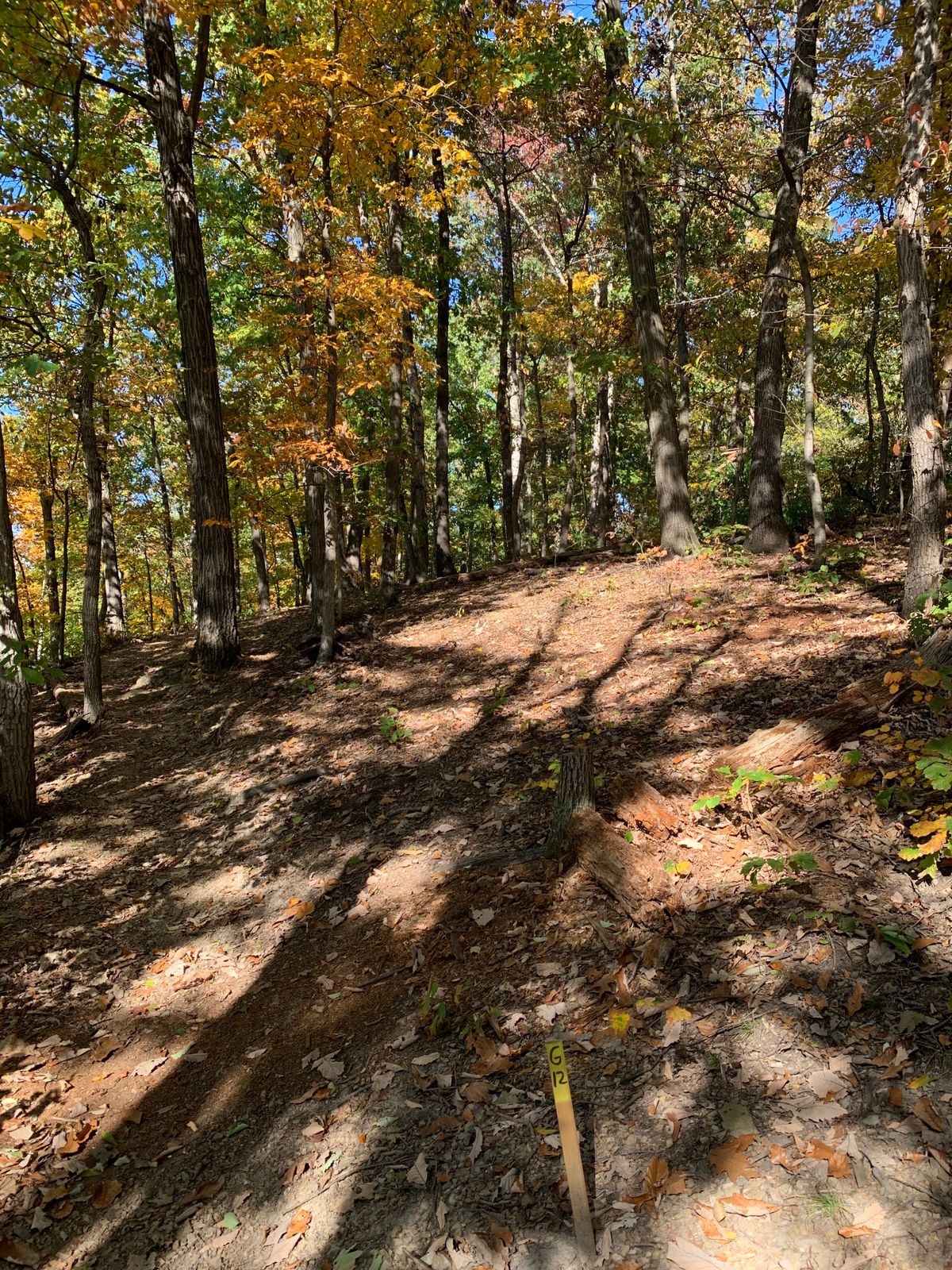 Hole 12. Fairway is…somewhere. Go up the middle and hope to miss the trees.