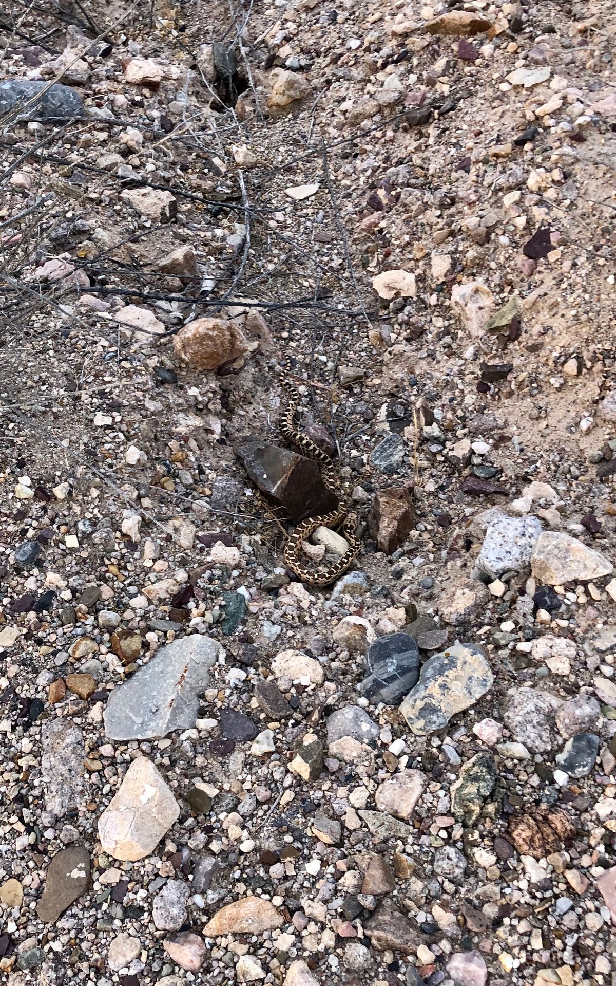 Watch out for snakes on the course