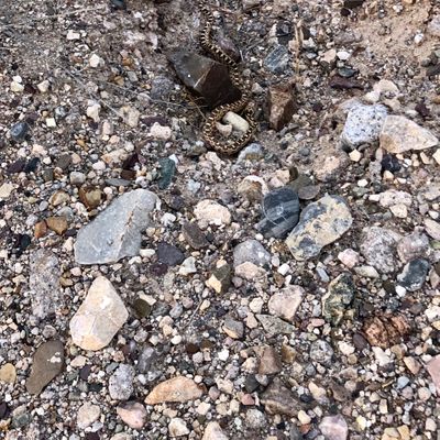 Watch out for snakes on the course