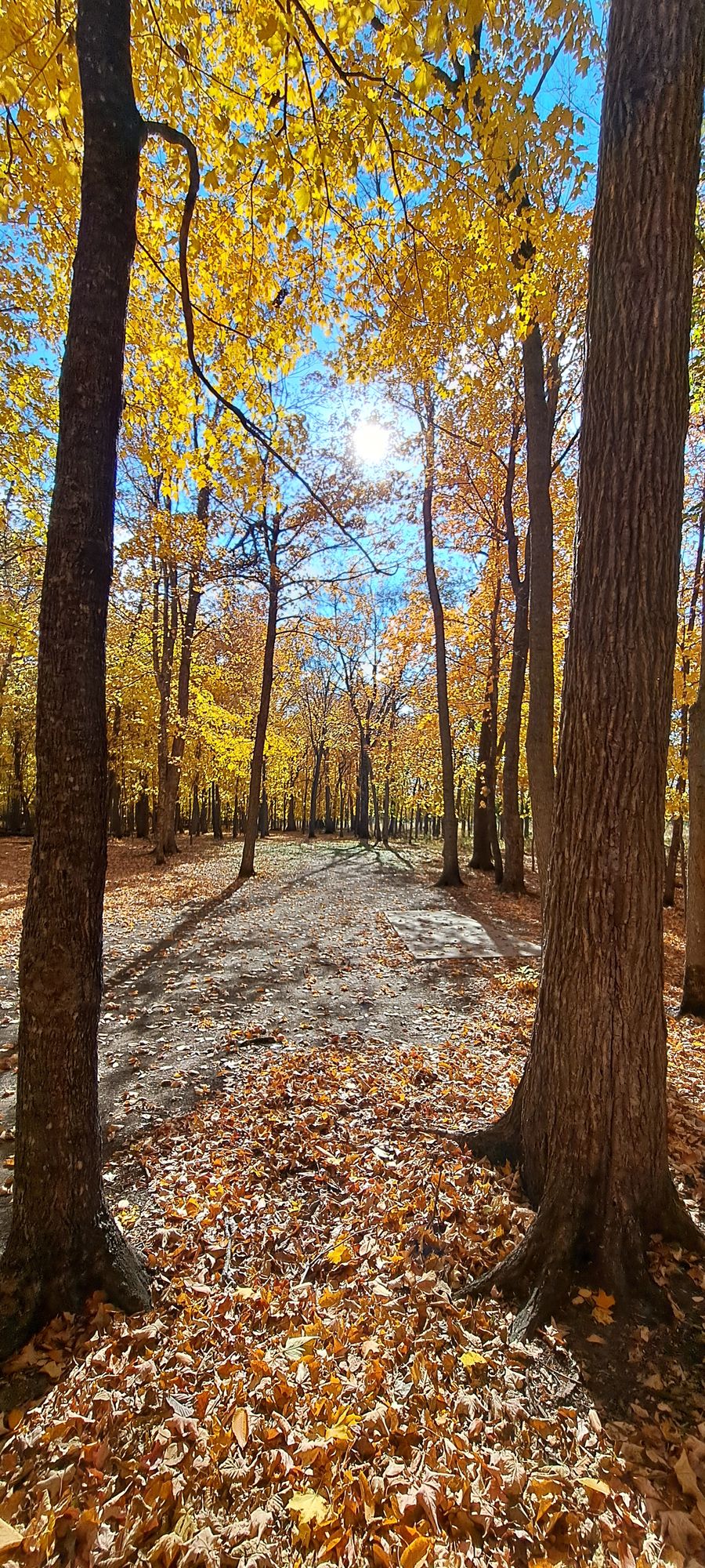 Hole 11 short tee pad and fairway.