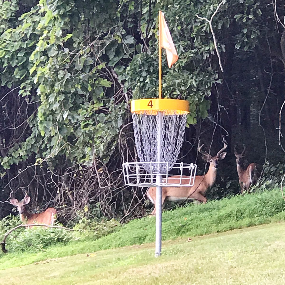 Lots of nature at steel club!