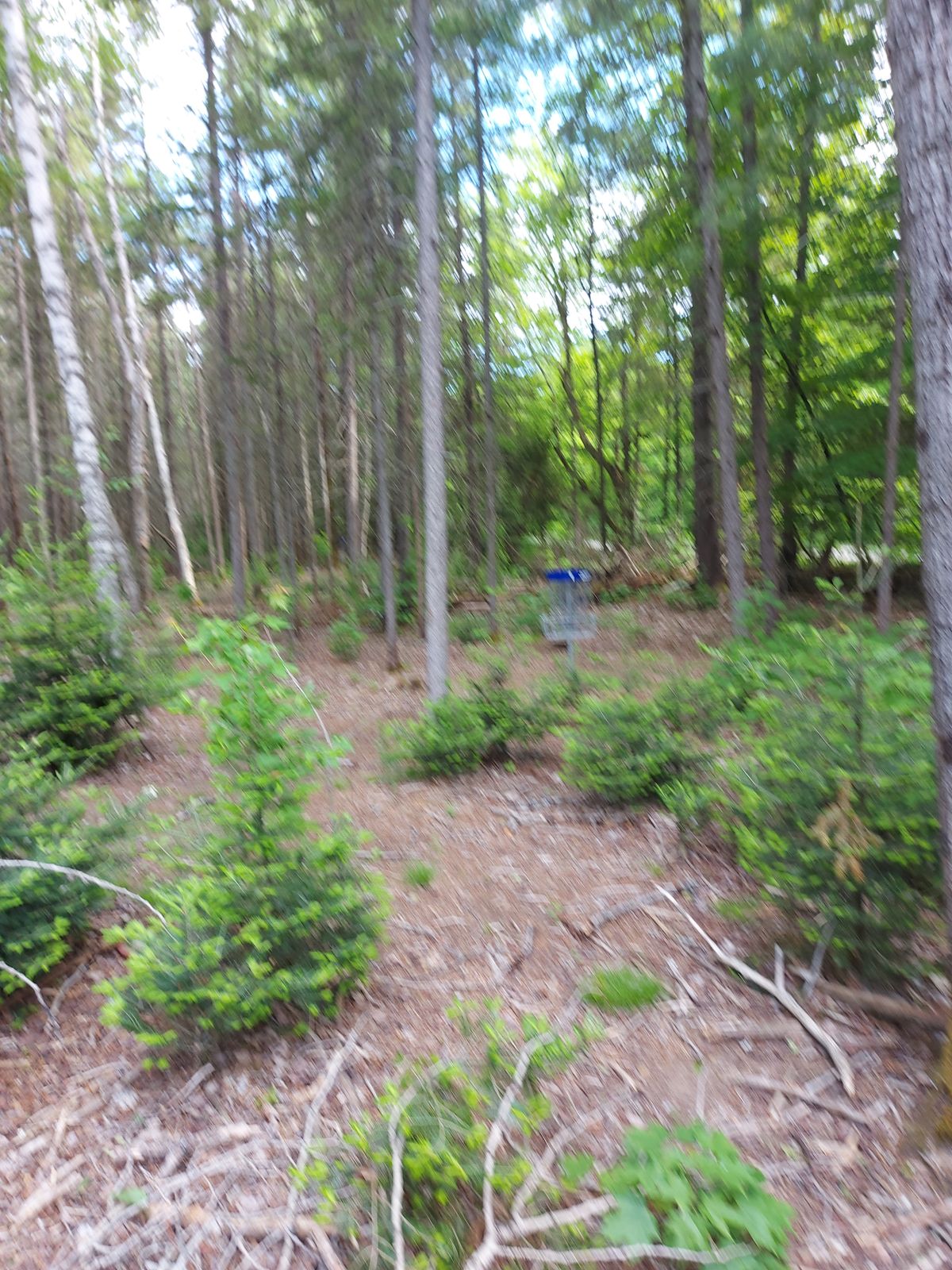 Putting 🍁🌲🍁🌲🍁🌲