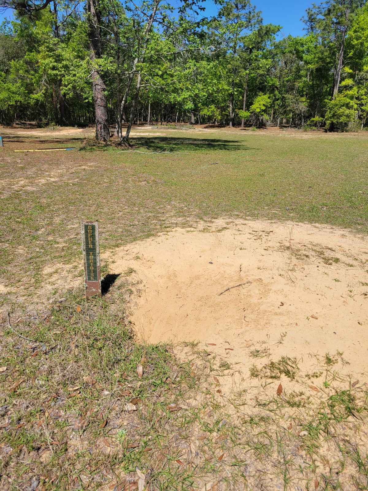 Gopher tortoise hole