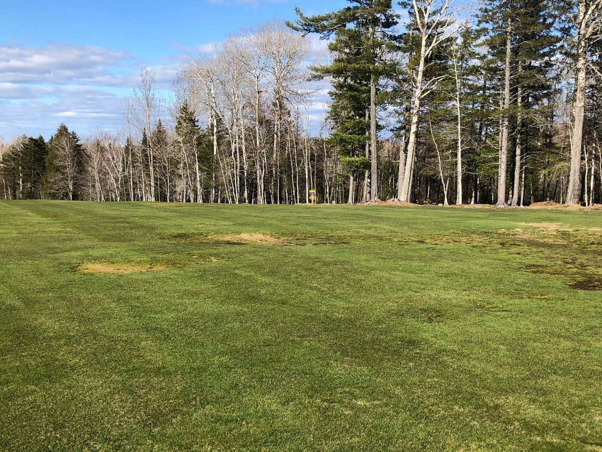 Open fairway with majestic white pines. Hole 12