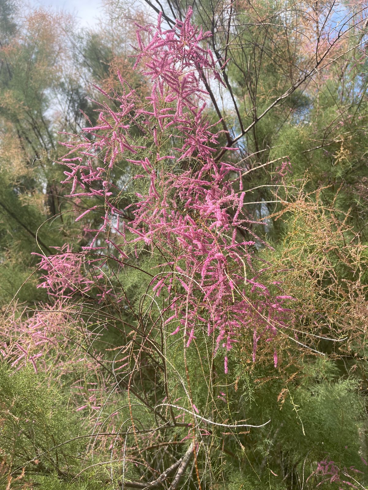 Blossoms and wasps.