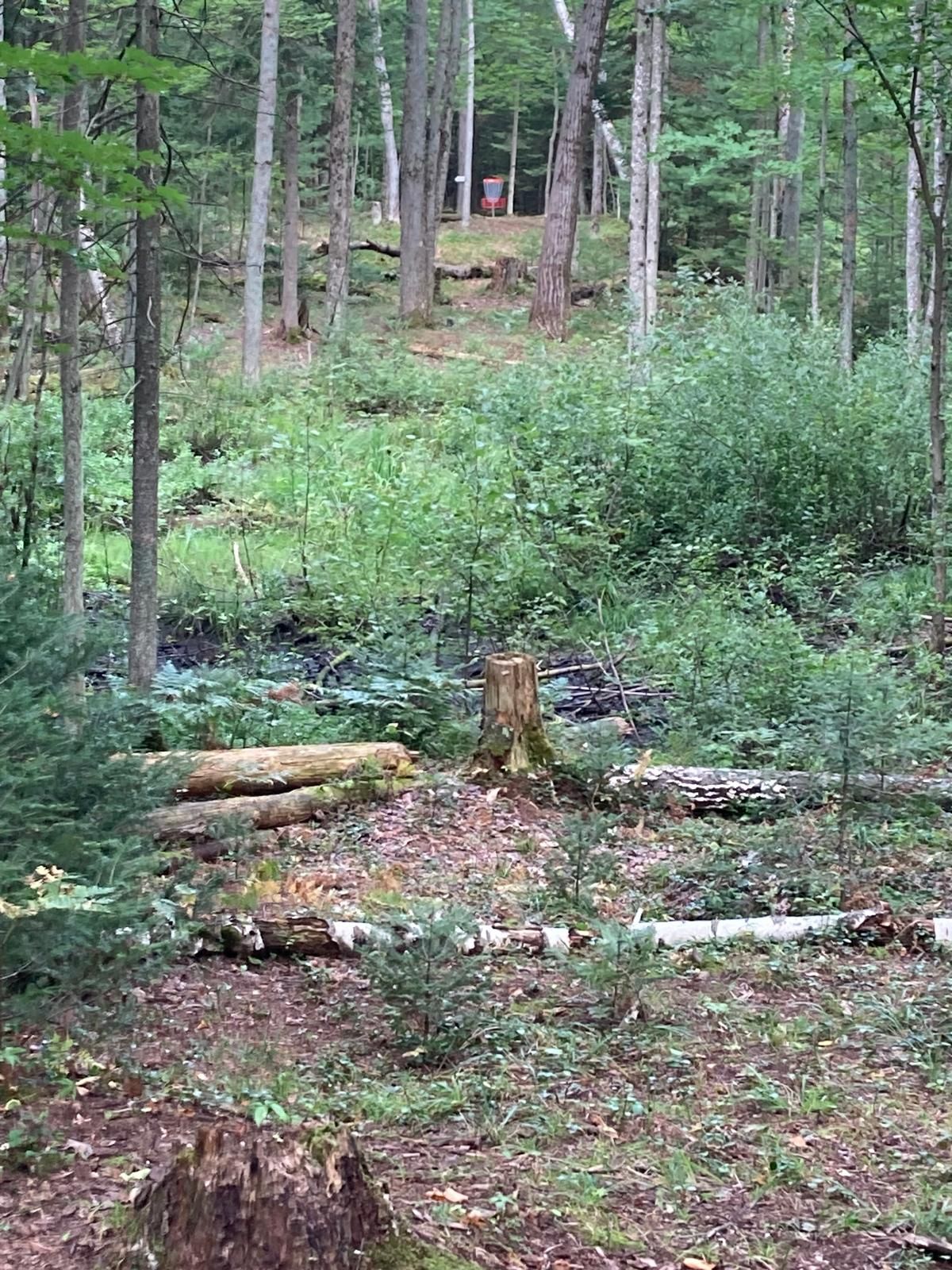 Over the vernal pool,  Hole #8