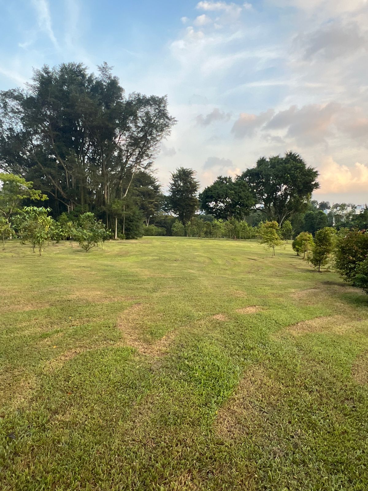 Hole 13 fairway looking back at tee from mando tree