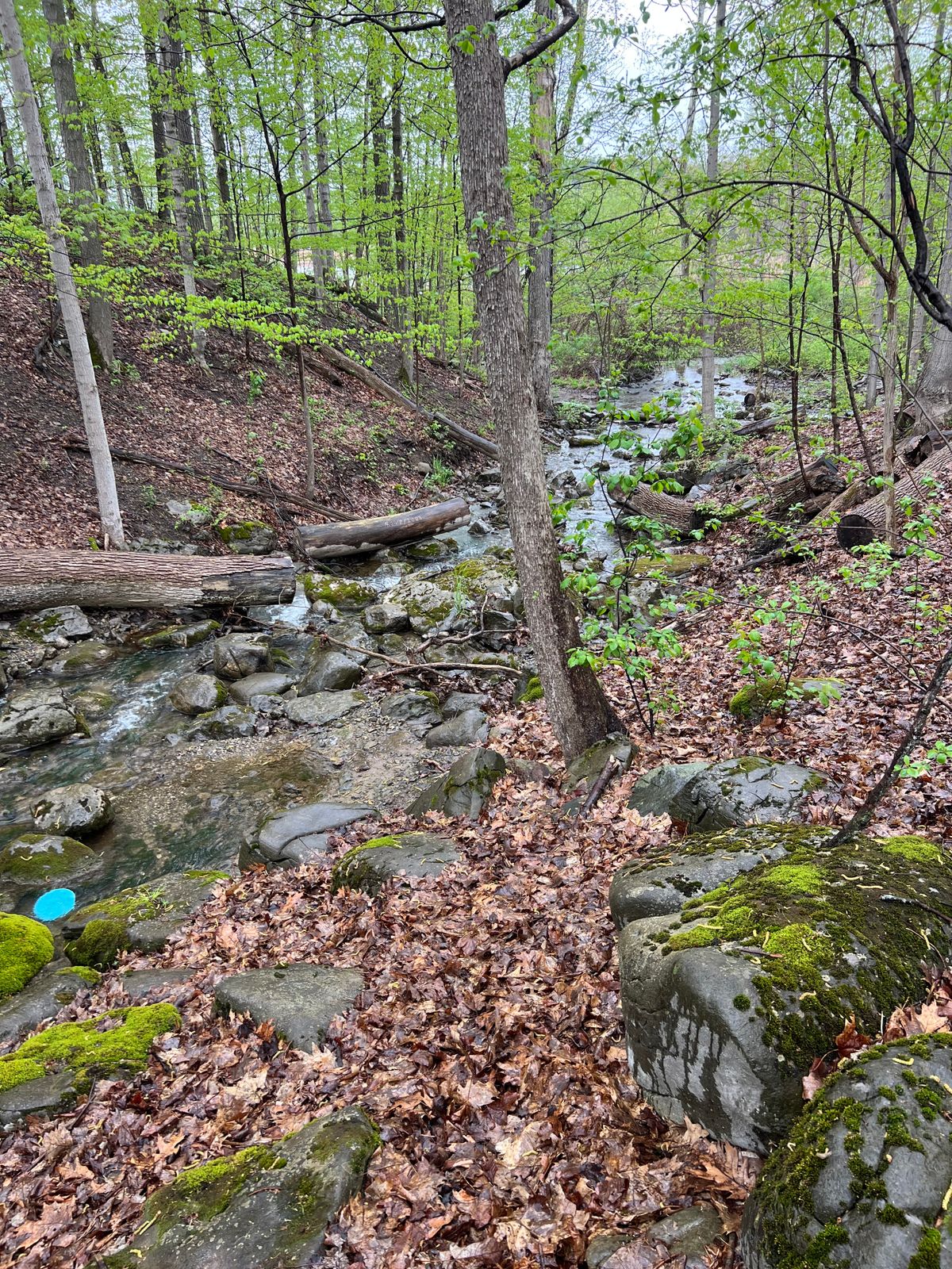 Two wooded holes 10 & 11