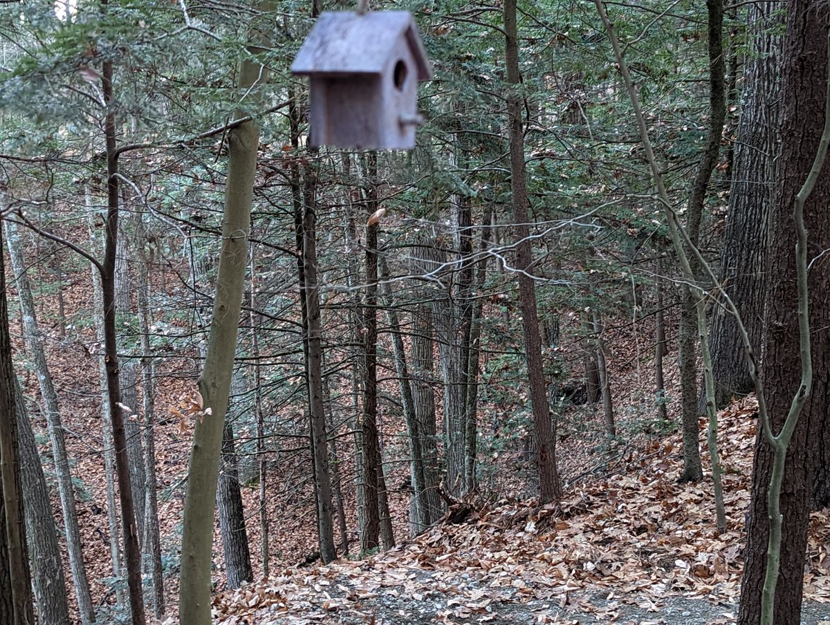 Birdies away near tee pad 9