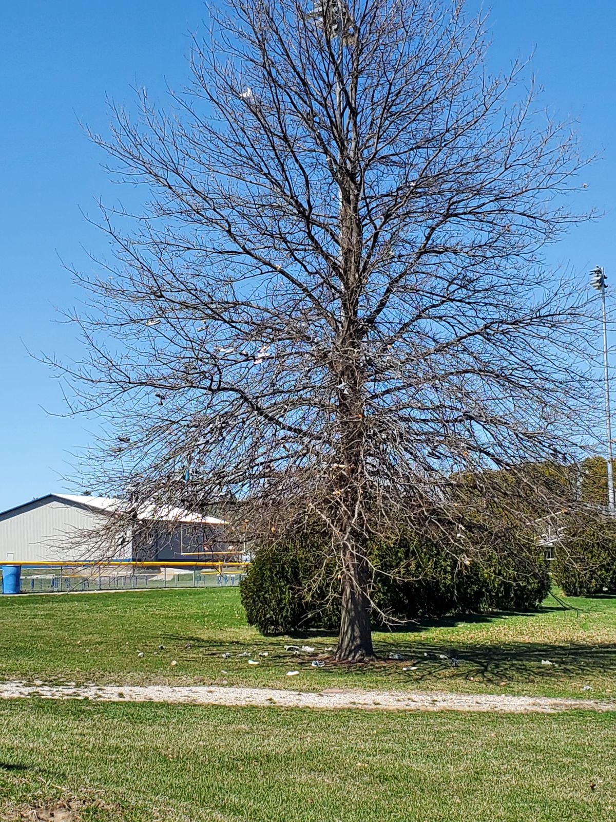 Shoe tree?