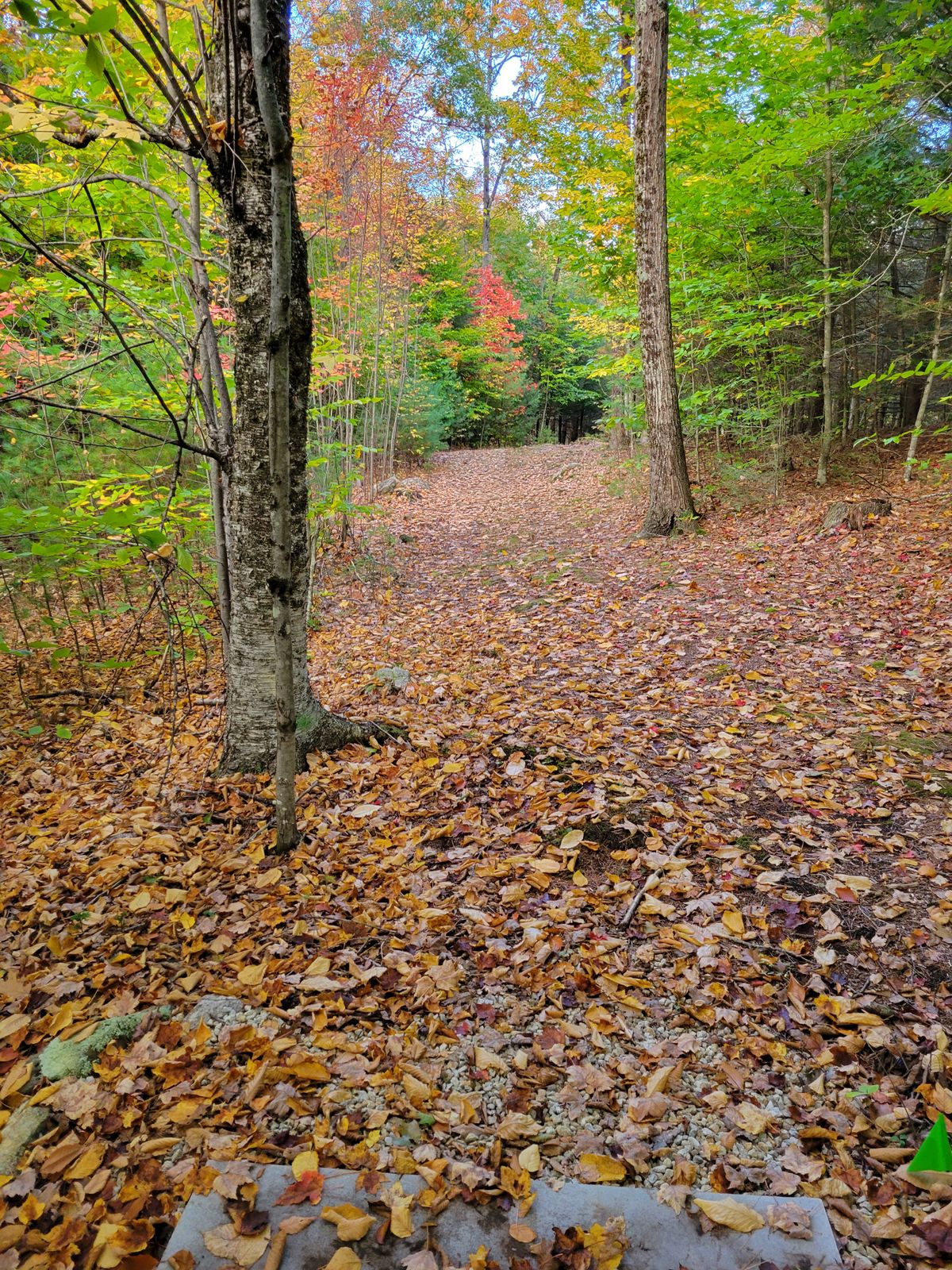 Hole 14 from the tee.