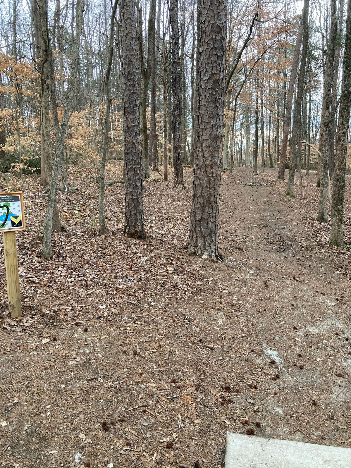 Hole 5. Basket in upper right.