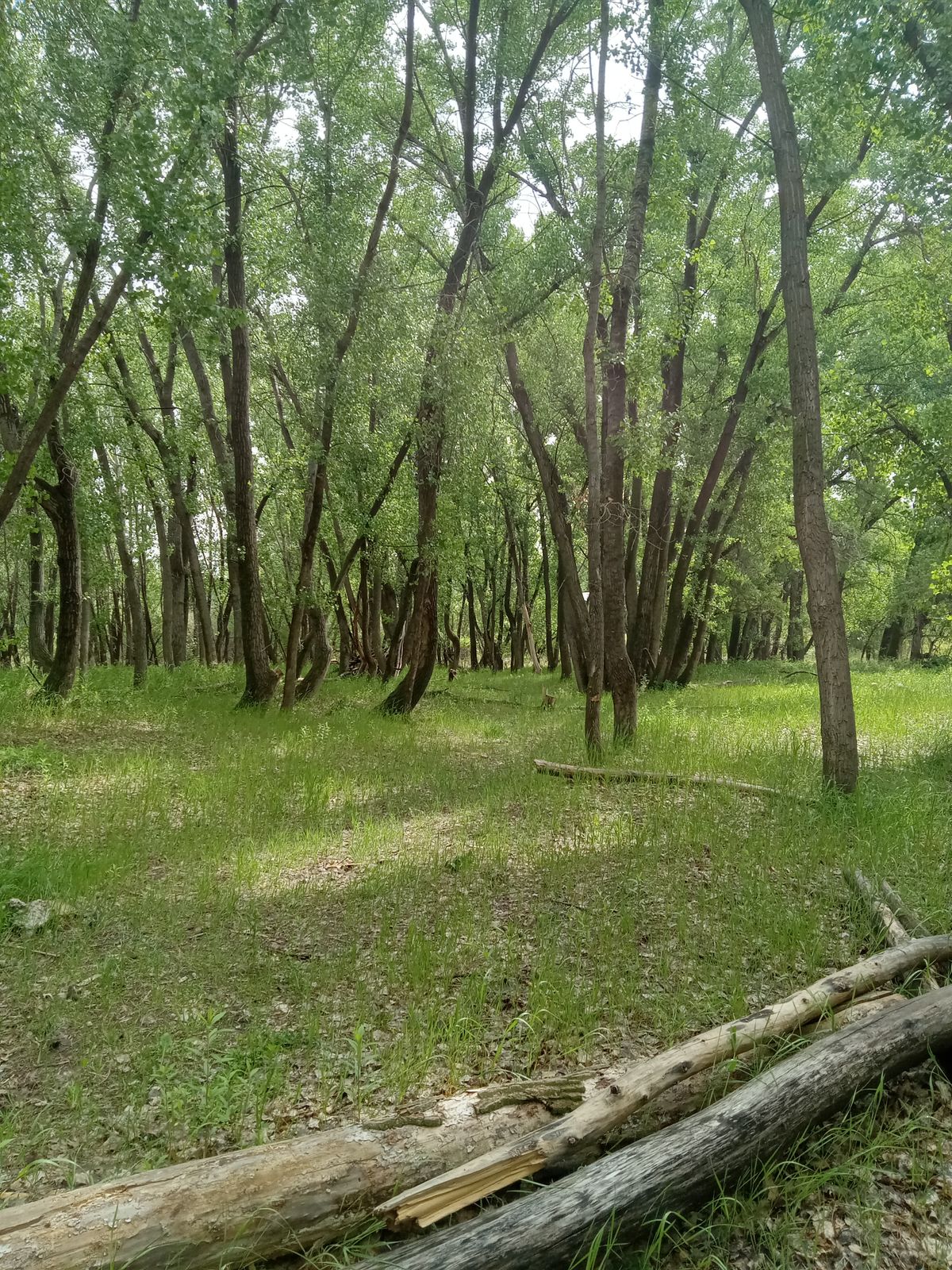Fairway of hole 2