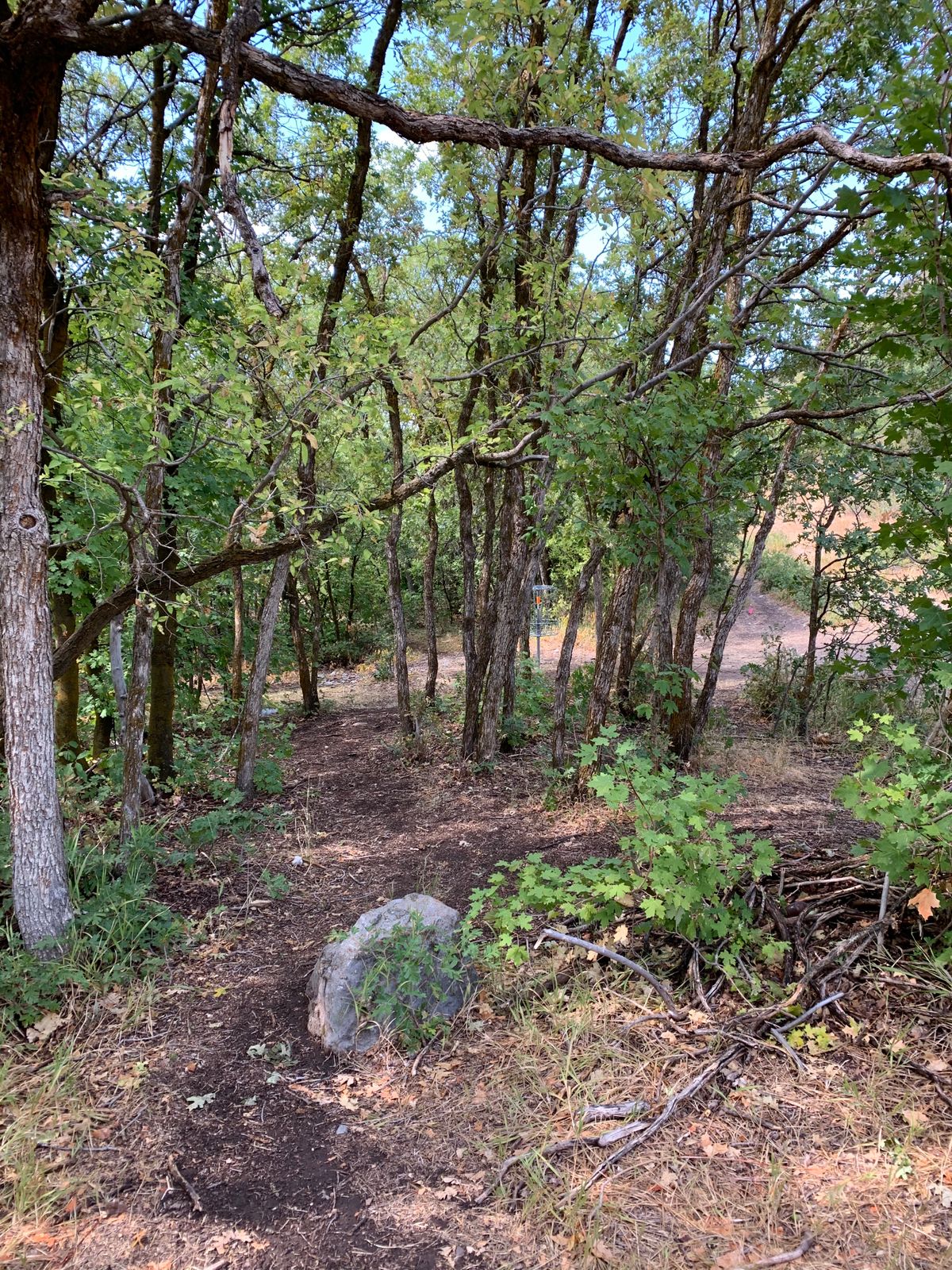Heavily Protected Hole 5 Basket