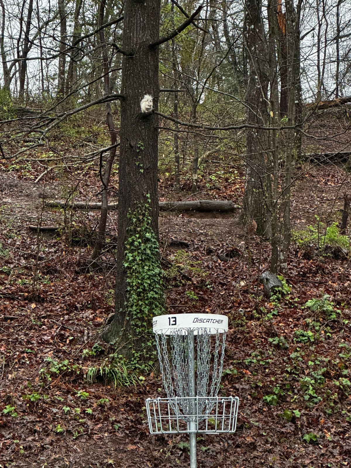Iconic white squirrel snacking and spectating on 13