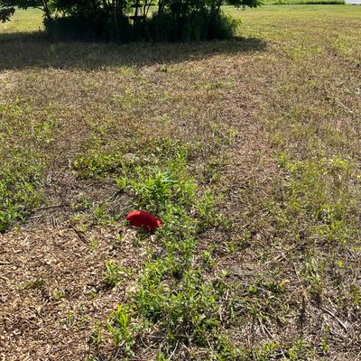 Hole 2 Red