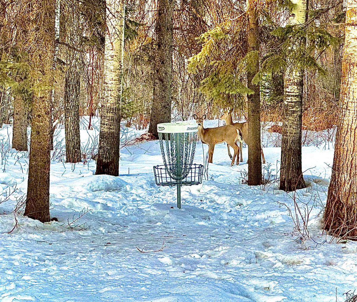 Whitetail Deer on Hole 13. April 2, 2023