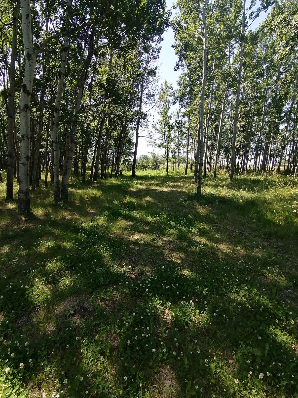 #13 fairway after OB creek