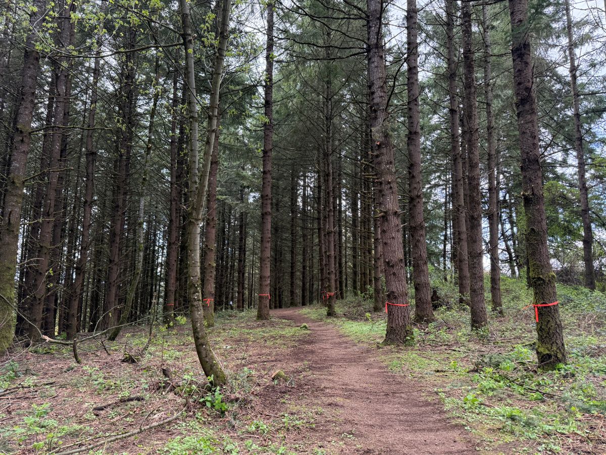 Path to hole 6