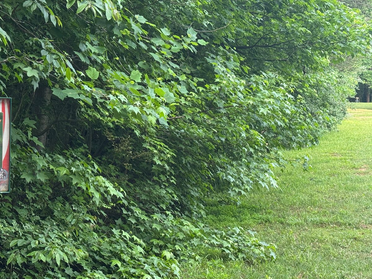 Tee to the left, basket (way down there) to the right. You can do it!
