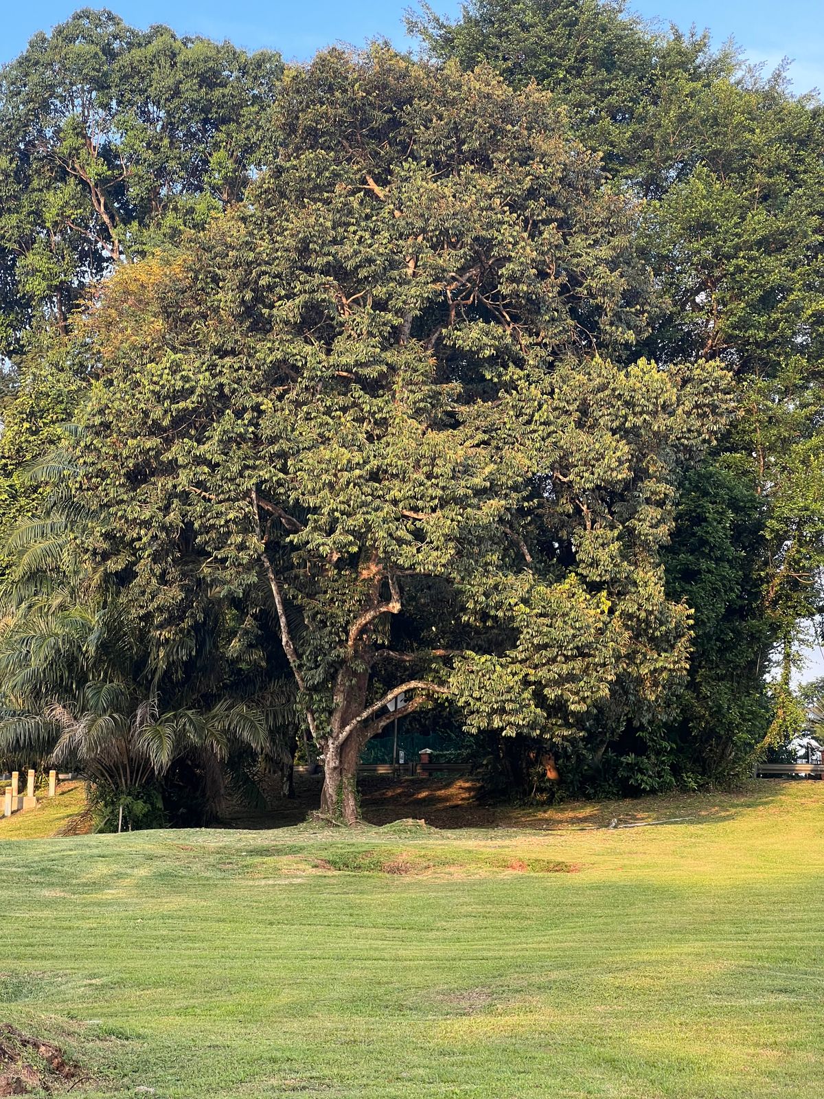 View from the fairway looking up at the well protected Hole 9 green.