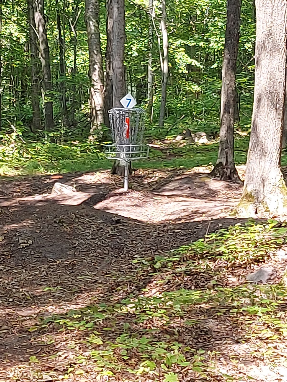 Upshot on hole 7.🪵🌿🪵🌿