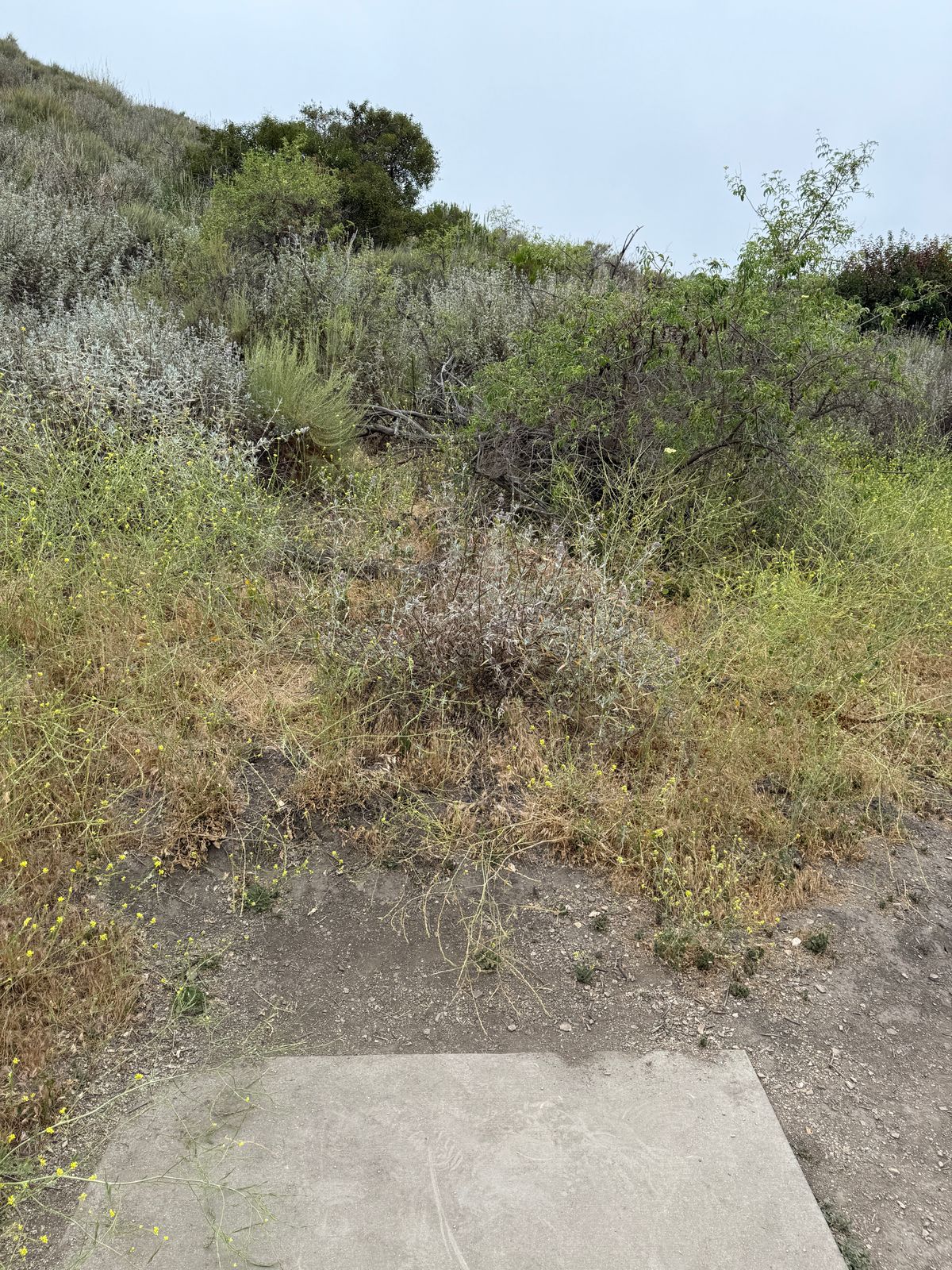Hole 4 tee