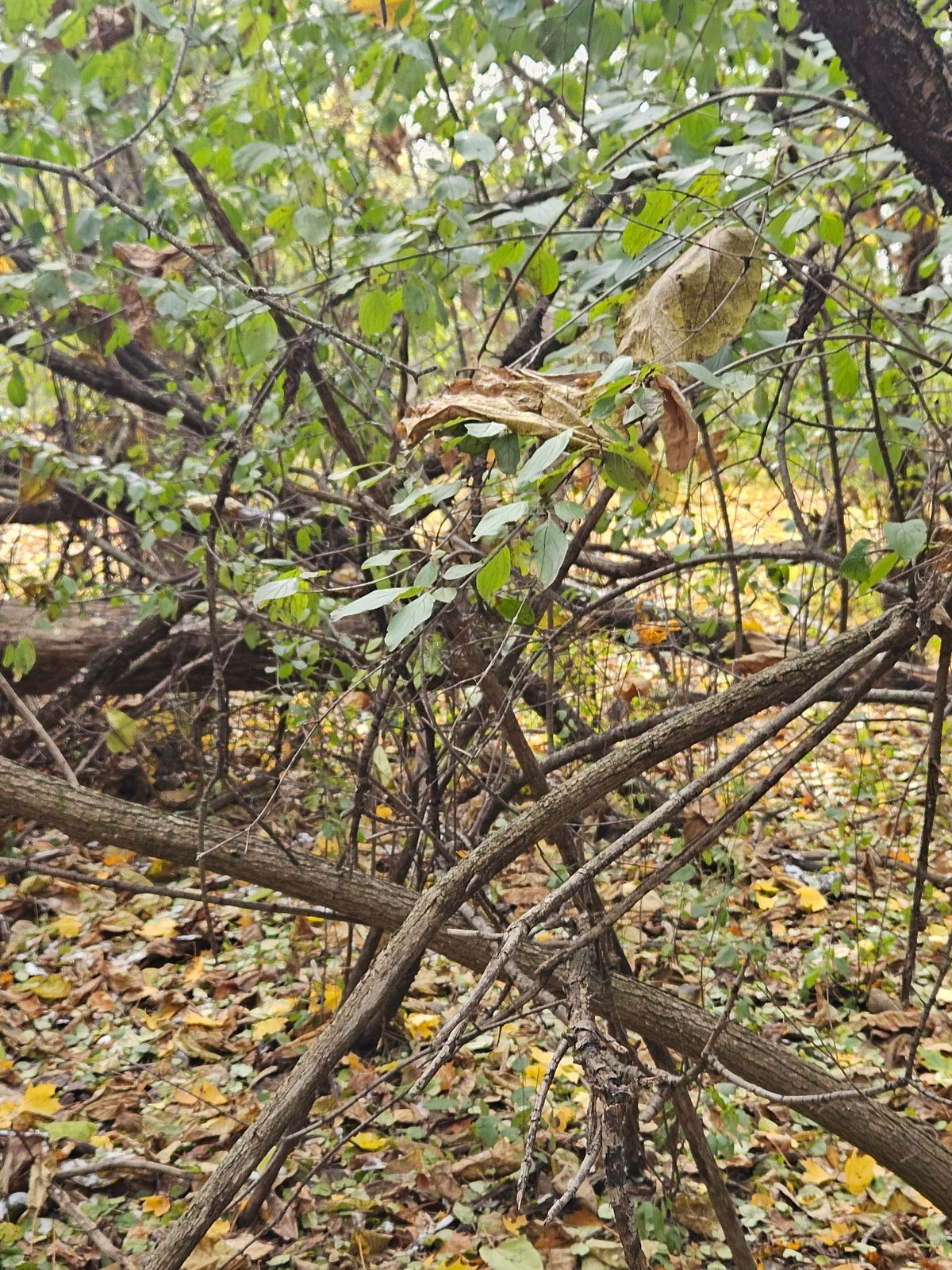 The view from the tee of 5.