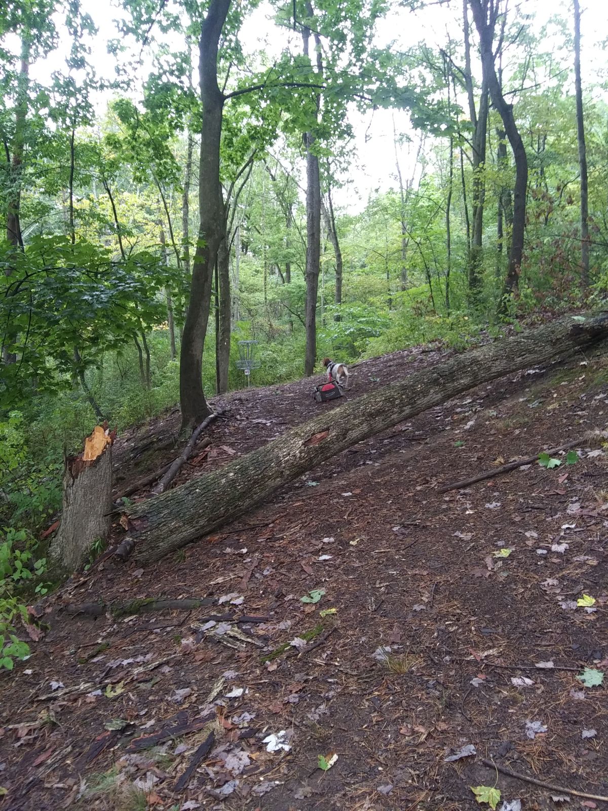 Tree down on hole 5