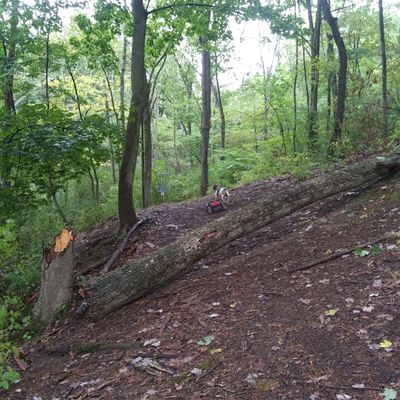 Tree down on hole 5