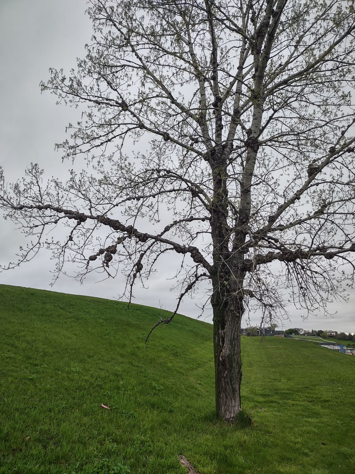 Weird looking tree by hole 8