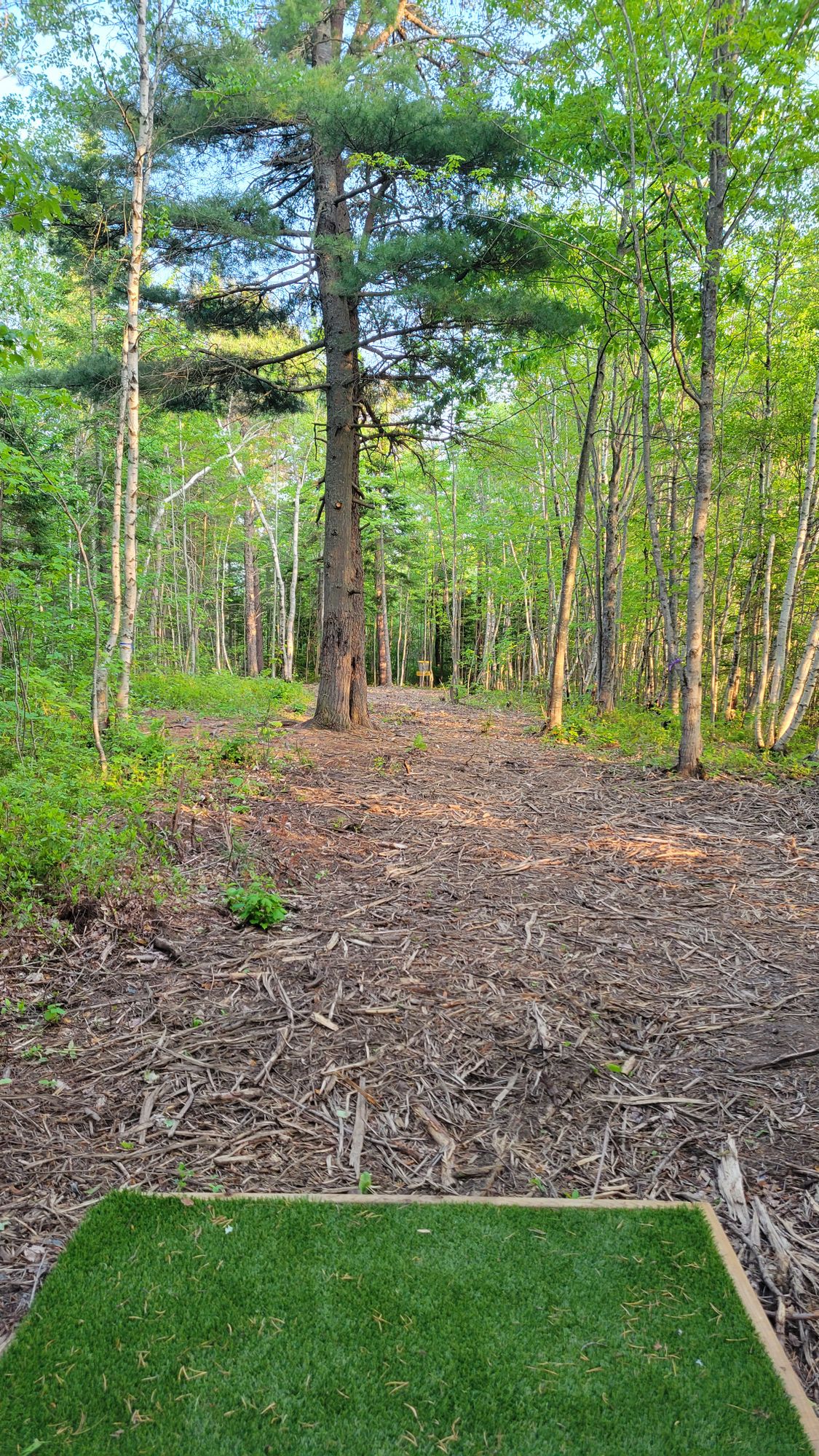 Hole 18
Beautiful tall pines can been found throughout the course!