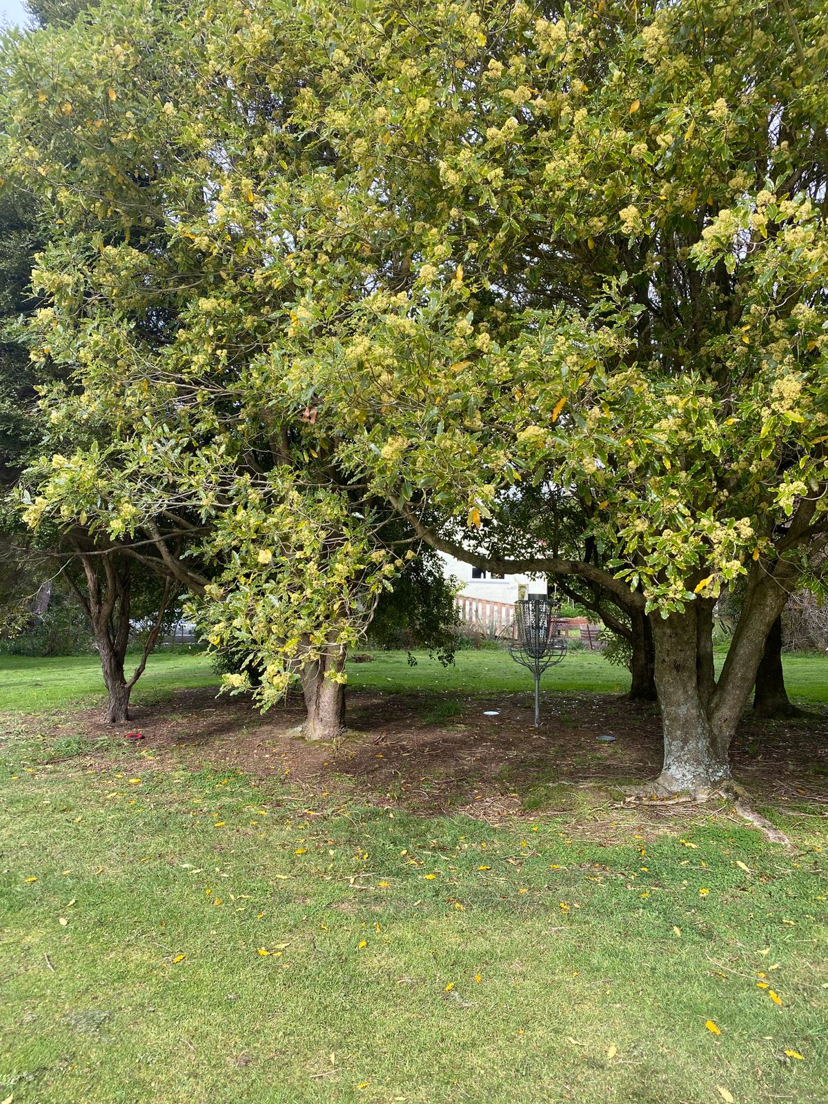 Hole 15s basket hidden in the trees