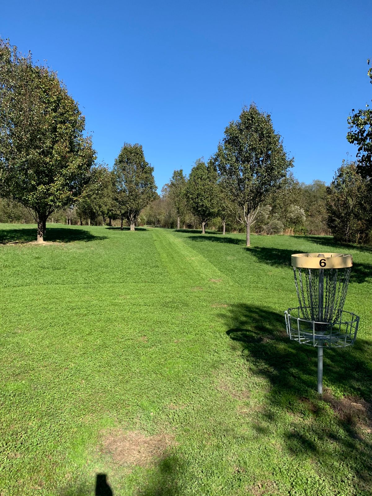 Hole #5. Downhill tight fairway opens about 100 feet from the basket.