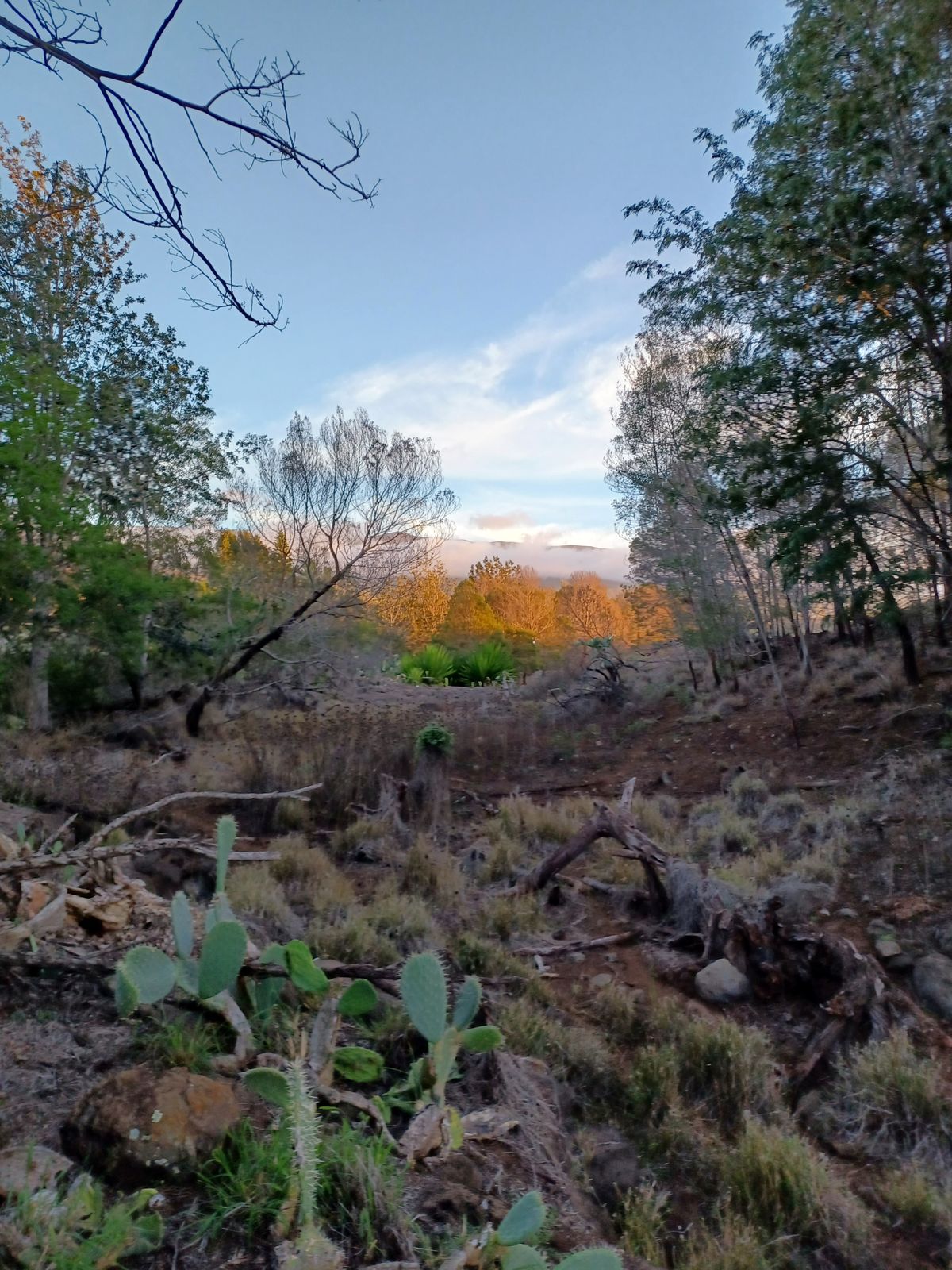 Number 12 buck alley late afternoon view from t