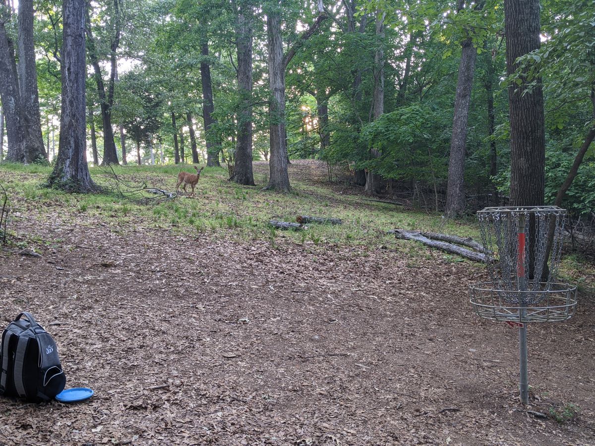 Deer at Hole 8