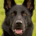 User avatar image
