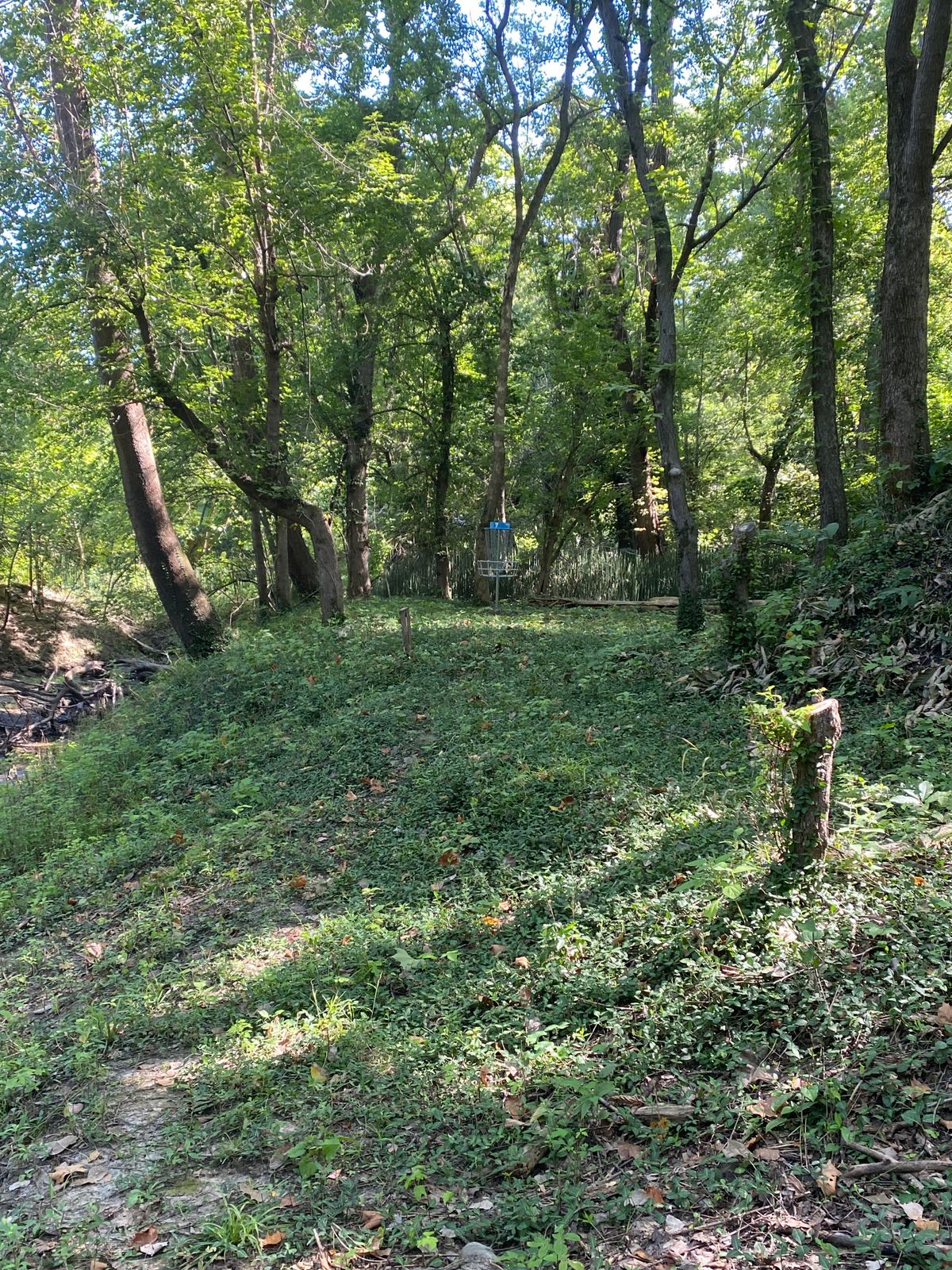 7 fairway