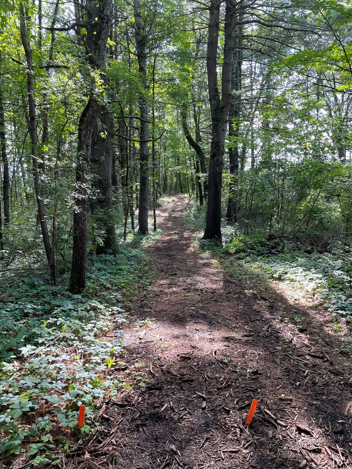 Hole 3 tee