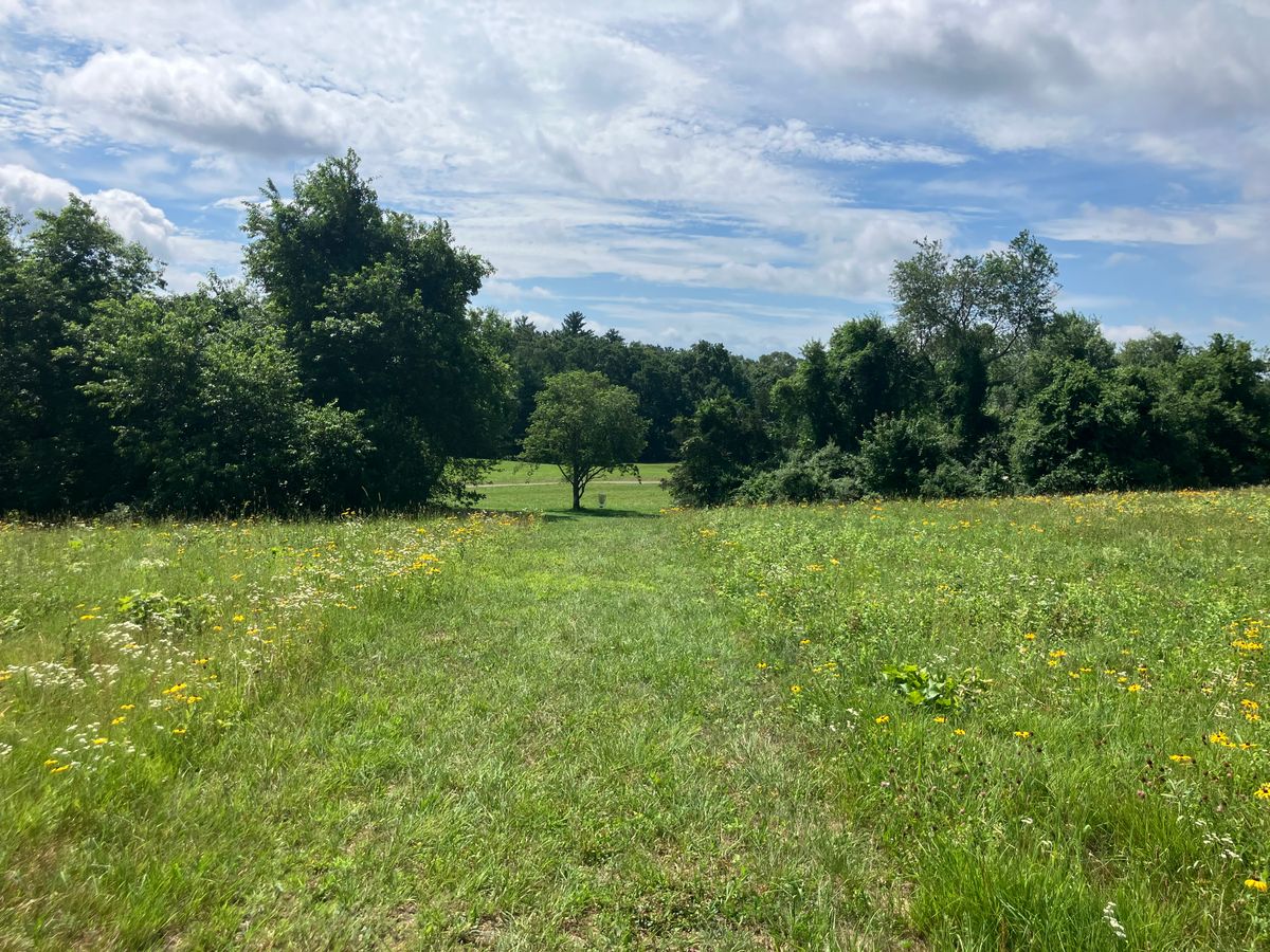 Hole 8 and it’s flowers