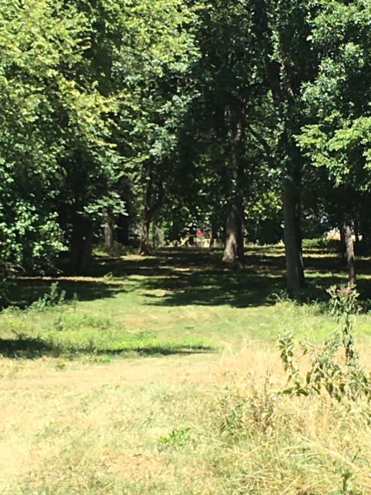 Hole 3 Fairway and Basket