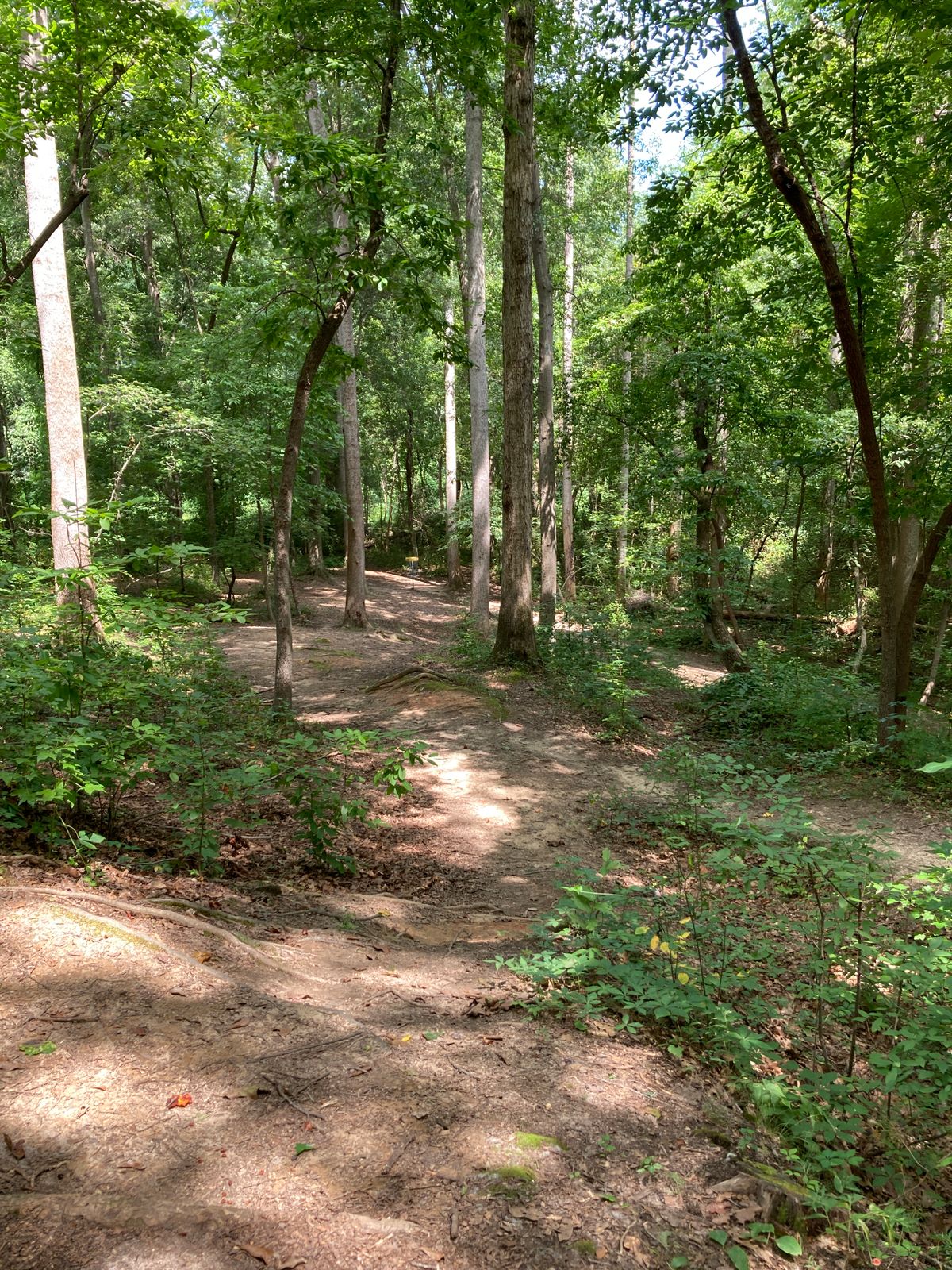 Hole 13 - view of basket from dogleg
