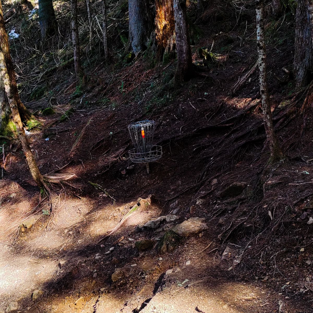 Basket for 7, all layouts, early Spring.