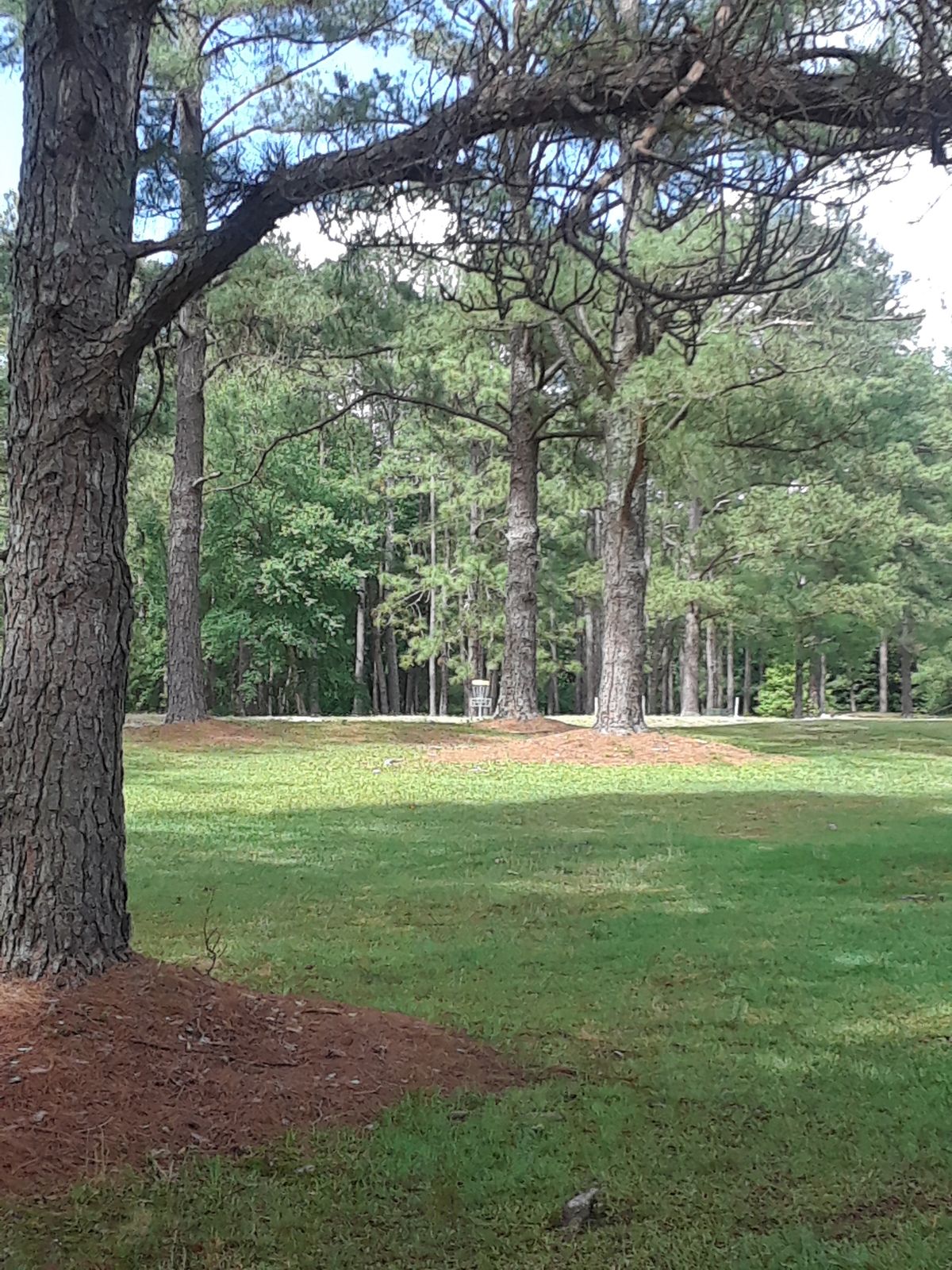 #5 tee