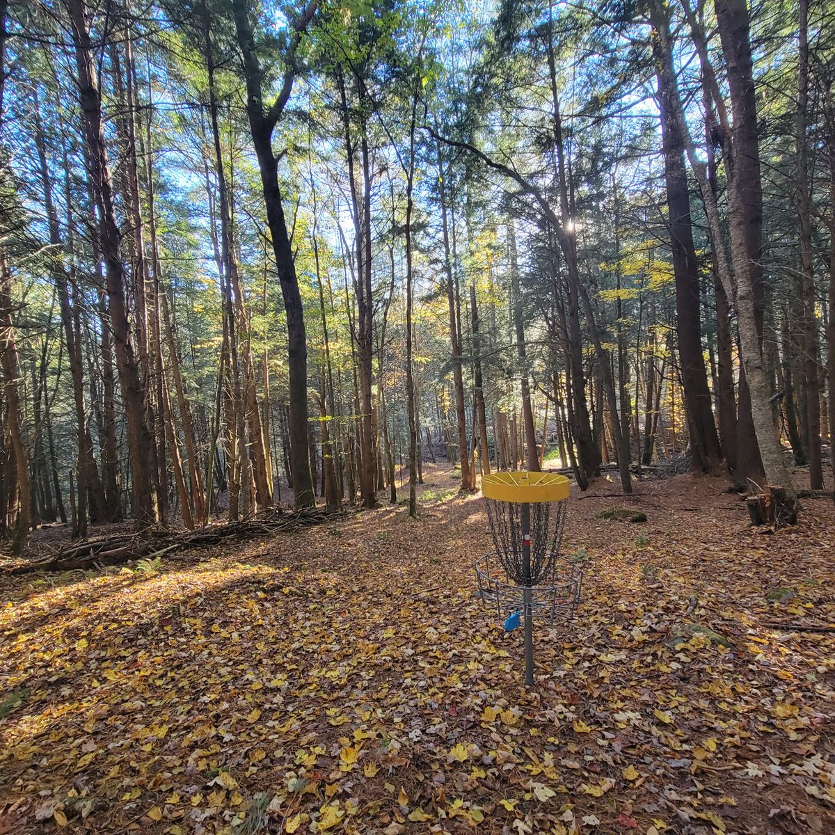 Basket of 2 looking downhill towards teebox